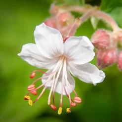Géraniums vivaces Spessart - Un tapis fleuri sans effort