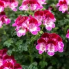 Géranium 'Tip Top Duet' - Le balcon fleuri sans effort