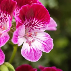 Géranium 'Tip Top Duet' - Le balcon fleuri sans effort