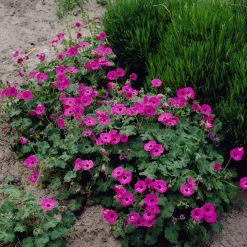 Géranium vivace Ann Folkard - Un tapis fleuri tout l'été