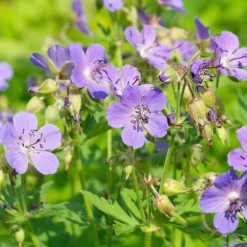 Géranium vivace bleu - Un tapis de fleurs bleues