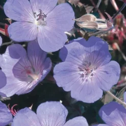 Géranium vivace bleu - Un tapis de fleurs bleues