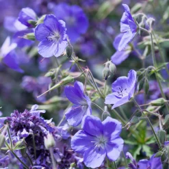 Géranium vivace Brookside - Fleurs bleues tout l'été