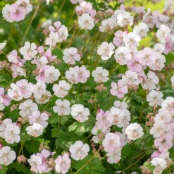 Géranium vivace cantabrigiense 'Biokovo' - Un tapis fleuri sans effort