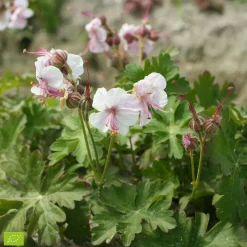 Géranium vivace cantabrigiense 'Biokovo' - Un tapis fleuri sans effort