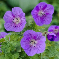 Géranium vivace de l'Himalaya Gravetye - Un tapis fleuri sans effort