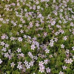 Géranium vivace d'Endress - Un tapis rose sans effort