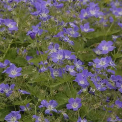 Géranium vivace des bois Mayflower - L'ombre enfin fleurie
