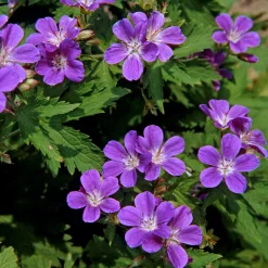 Géranium vivace des bois Mayflower - L'ombre enfin fleurie