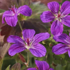 Géranium vivace de Sibérie - Le tapis fleuri anti-froid