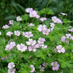 Géranium vivace Dreamland - Un tapis rose sans effort