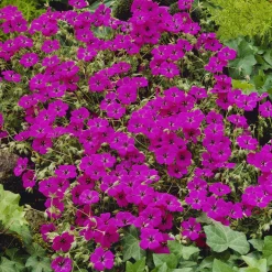 Géranium vivace Giuseppii - Un tapis fuchsia sans effort