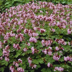 Géranium vivace Ingwersens Variety - Tapis fleuri sans effort