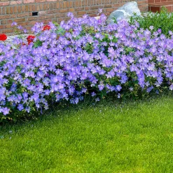 Géranium vivace Johnsons Blue - Un tapis bleu sans effort