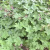 Géranium vivace macrorrhizum - Tapis fleuri sans effort