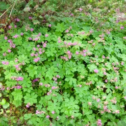 Géranium vivace macrorrhizum - Tapis fleuri sans effort