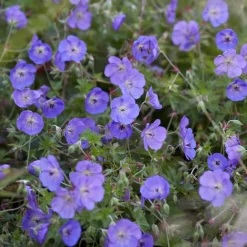 Géranium vivace Orion - Une marée de fleurs bleues