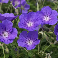 Géranium vivace Orion - Une marée de fleurs bleues