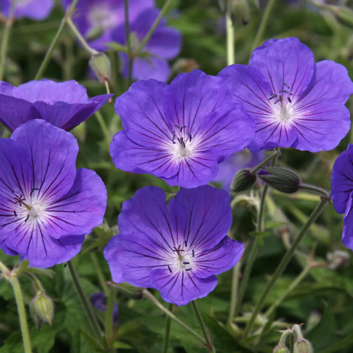 Géranium vivace Orion - Une marée de fleurs bleues