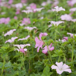 Géranium vivace Rose Clair - Fleuri tout l'été sans effort