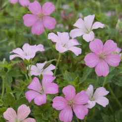 Géranium vivace Rose Clair - Fleuri tout l'été sans effort