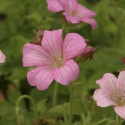 Géranium vivace Rose Clair - Fleuri tout l'été sans effort