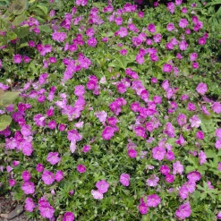 Géranium vivace sanguin Ankums Pride - Un tapis fleuri tout l'été