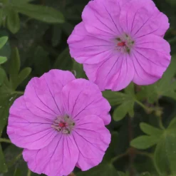 Géranium vivace sanguin Ankums Pride - Un tapis fleuri tout l'été