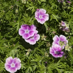 Géranium vivace sanguin Elke - Un tapis rose sans effort
