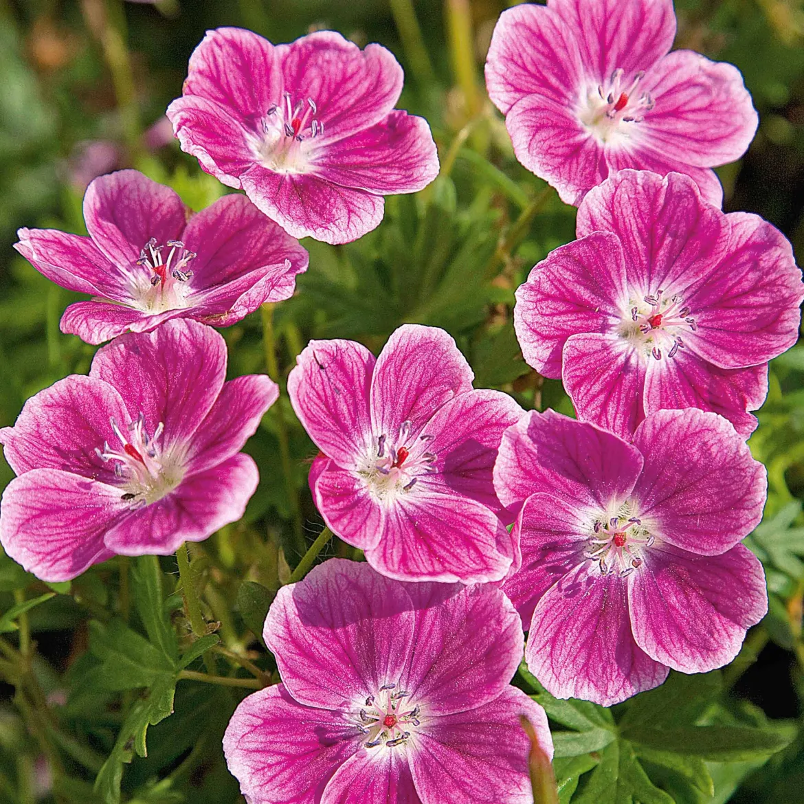 Géranium vivace sanguin Elke - Un tapis rose sans effort
