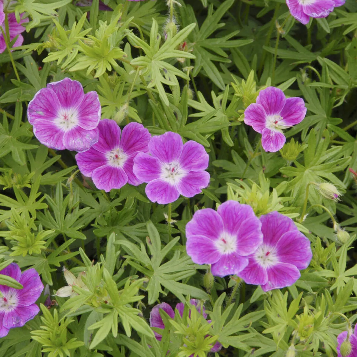 Géranium vivace sanguin Elke - Un tapis rose sans effort