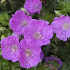Géranium vivace sanguin Max Frei - Un tapis fleuri sans effort