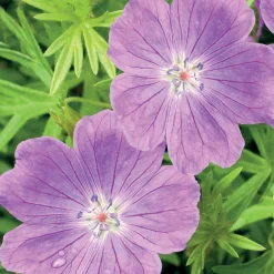 Géranium vivace sanguin rose foncé - Un tapis fleuri sans effort