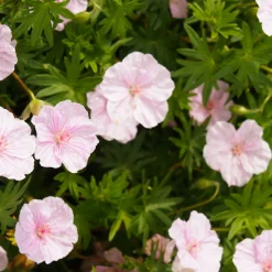 Géranium vivace sanguin strié - Un tapis rose sans effort
