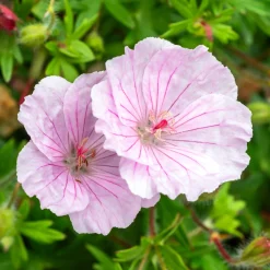 Géranium vivace sanguin strié - Un tapis rose sans effort