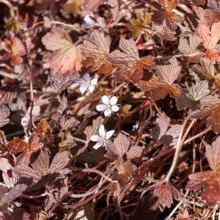 Géranium vivace Sanne - Un tapis fleuri sans effort