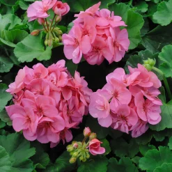 Géranium zonale rose - Un balcon fleuri tout l'été
