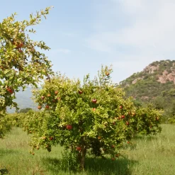 Grenadier à fruits Dente Di Leone - Des grenades chez vous