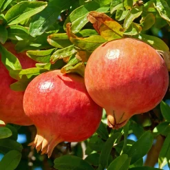 Grenadier à fruits Dente Di Leone - Des grenades chez vous
