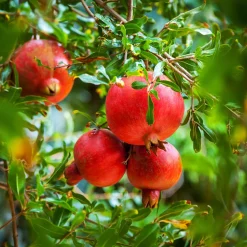 Grenadier à fruits - Vos grenades maison au soleil