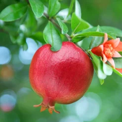 Grenadier à fruits - Vos grenades maison au soleil