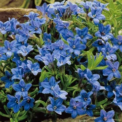 Grémil 'Heavenly Blue' - Un tapis de bleu intense