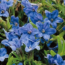 Grémil 'Heavenly Blue' - Un tapis de bleu intense