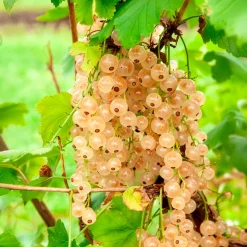 Groseillier blanc sur tige - Des groseilles blanches sur tige