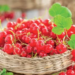 Groseillier à grappes Jonkheer Van Tets - Des grappes rouges dès juillet