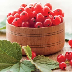 Groseillier à grappes Jonkheer Van Tets - Des grappes rouges dès juillet