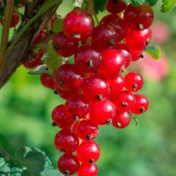 Groseillier à grappes Jonkheer Van Tets - Des grappes rouges dès juillet