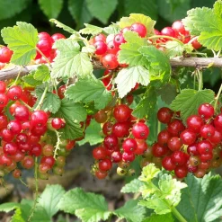 Groseillier à grappes Jonkheer Van Tets - Des grappes rouges dès juillet