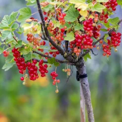 Groseillier rouge sur tige - Des groseilles à hauteur de main