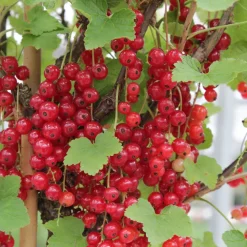 Groseillier Rovada - Des grappes rouges en cascade